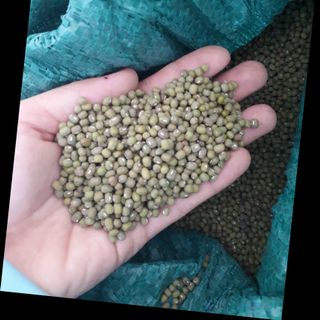 Đậu xanh quê, đậu xanh hạt nhỏ thuần chủng, đậu xanh sx theo hướng hữu cơ
