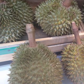 Sầu riêng Monthong Thái