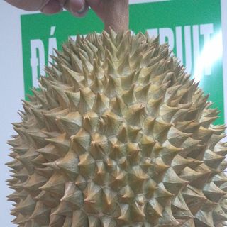 Sầu riêng Monthong Thái