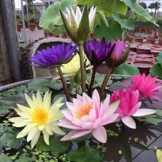 Củ giống hoa Súng