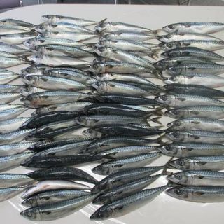 Cá saba đông lạnh nguyên con Nhật Bản