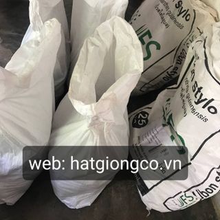 Hạt giống cỏ Stylo