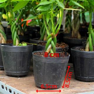 5.000 Chậu nhựa ươm cây C3 8x6.5x8.5 nhựa pe dẻo bền -77200