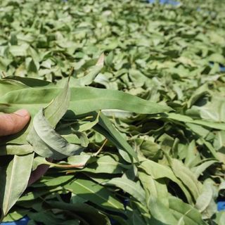 NHANG SẠCH THẢO MỘC gói nhỏ 50 cây