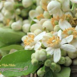 Tinh dầu thiên nhiên| Ấn Độ | Hoàn tiền nếu không hài lòng I Đủ các mùi hương