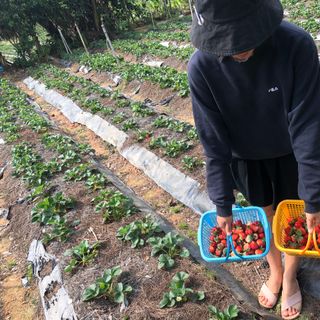 Dâu Tây Đà Lạt