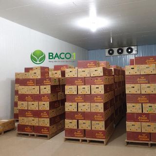 Chuối rời sạch Nam Mỹ BaCo.1