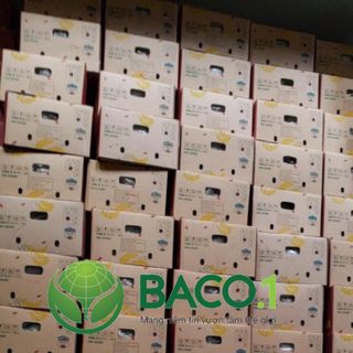 Chuối rời sạch Nam Mỹ BaCo.1