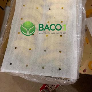 Chuối rời sạch Nam Mỹ BaCo.1