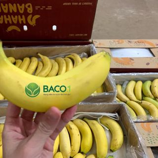 Chuối rời sạch Nam Mỹ BaCo.1