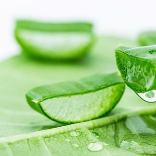 kem trị nám tàn nhang đồi mồi Nha đam collagen PT Bert