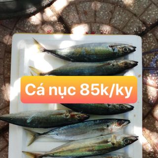 Cá mực các loại