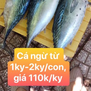 Cá mực tươi sống