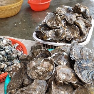 Hàu đại dương