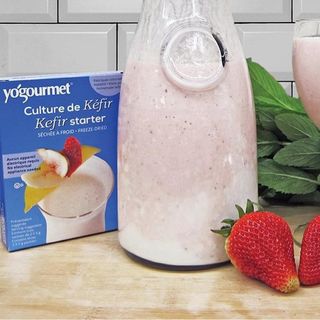 Men sữa chua Yogourmet