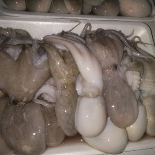 Bạch tuộc, mực nang
