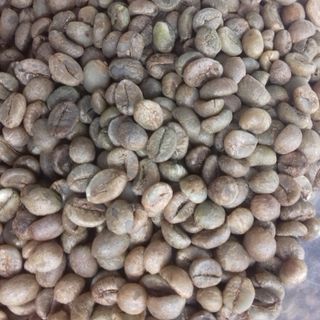 Cà phê nhân sống Robusta S18 - ĐakLak