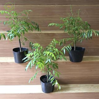 600 Chậu Sỉ 25x21x21cm nhựa PE dẻo trồng cây bền từ 5 đến 10 năm-77105