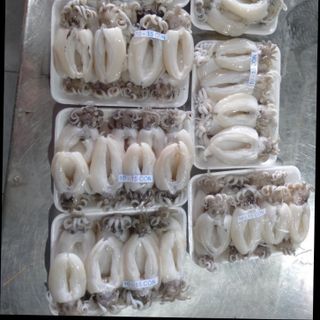 Bạch tuộc, mực nang