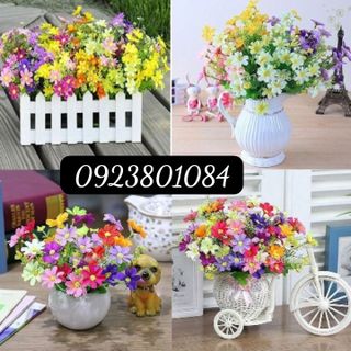 Hoa Giả-Hoa Cánh Bướm 25-30 Bông Trên Cành