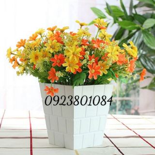Hoa Giả-Hoa Cánh Bướm 25-30 Bông Trên Cành