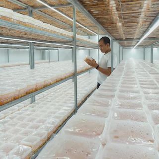 Sỉ đông trùng hạ thảo tươi