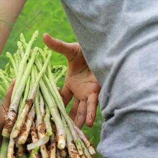 Hạt Giống Măng Tây Xanh