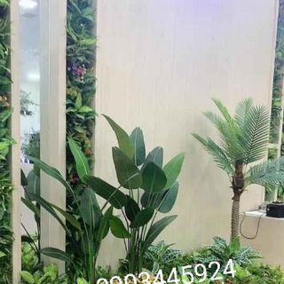 Cây chuối rẻ quạt cao 1m2 có 9 lá