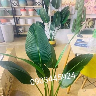 Cây chuối rẻ quạt cao 1m2 có 9 lá