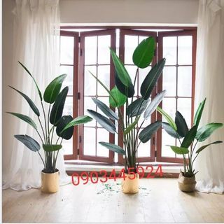 Cây chuối rẻ quạt cao 1m2 có 9 lá
