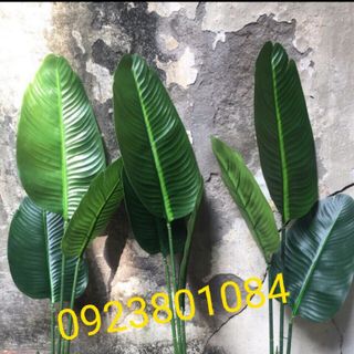 Cây chuối rẻ quạt cao 1m2 có 9 lá