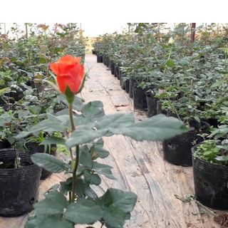 Sỉ 300 Chậu 30x25x24cm nhựa PE dẻo trồng cây bền từ 5 đến 10 năm-77107