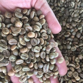 Cà phê nhân sống robusta honey s16-18