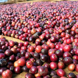 Cà phê nhân sống robusta honey s16-18