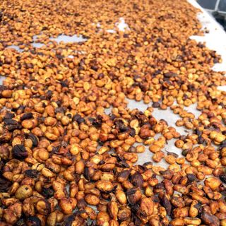 Cà phê nhân sống robusta honey s16-18