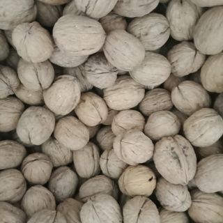 Óc chó Changler mỹ