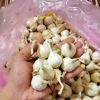 CAM KẾT - TỎI LÝ SƠN CHÍNH GỐC QUÃNG NGÃI - 1KG (ẢNH CHỤP)