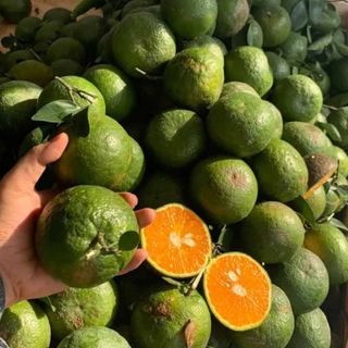 Vựa cam sành Tin