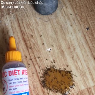 Thuốc diệt kiến gián sinh học Bảo Châu