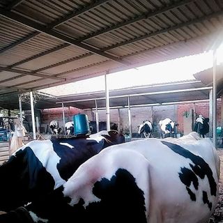 SỮA BÒ TƯƠI NGUYÊN CHẤT 100%