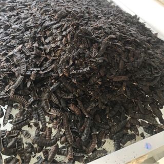 Dầu gội thảo dược EUNOVA hàng công ty