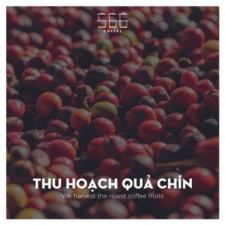 CÀ PHÊ 566 | Cà phê rang-xay-phối trộn có Moka (Gói 500g)