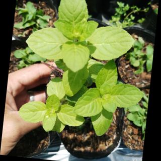 Cây giống bạc hà pháp