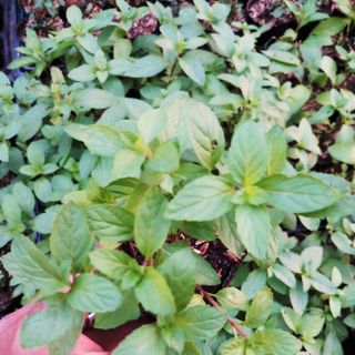 Cây giống bạc hà perpermint
