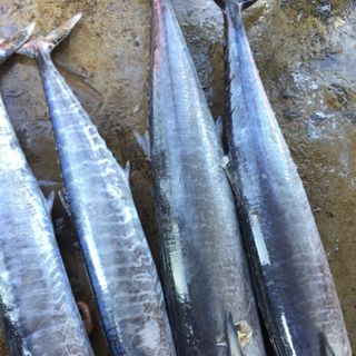 Cá thu khơi