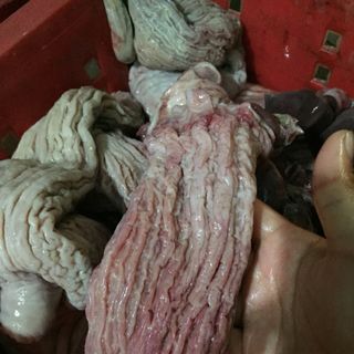 Bao tử cá ngừ đại dương
