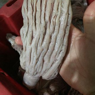 Bao tử cá ngừ đại dương