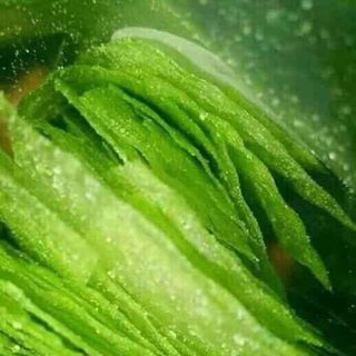Bánh tráng boofood
