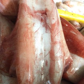 Mực lá đại dương