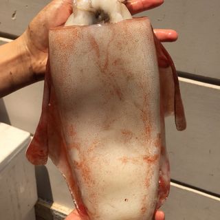 Mực lá đại dương